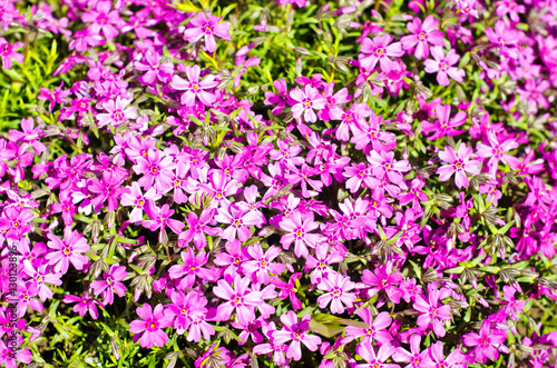many pink flowers in early spring on the ground