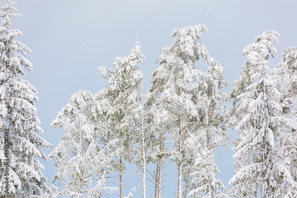Winter forest with snow covered branches