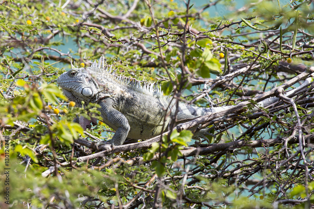 Obraz premium Leguan im Baum