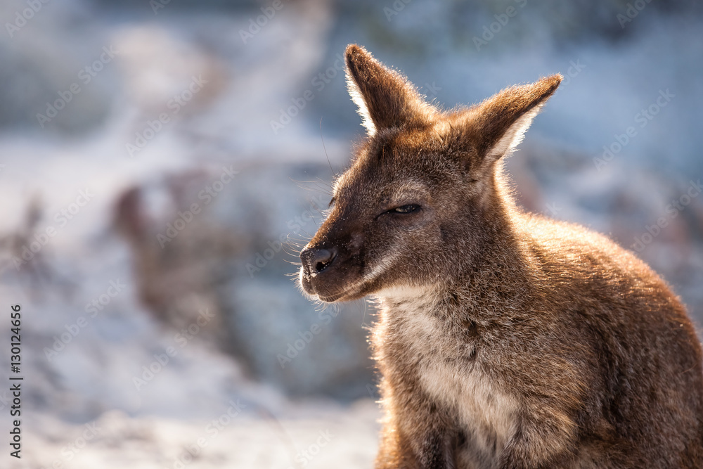 Fototapeta premium Portrait of kangaroo/wallaby