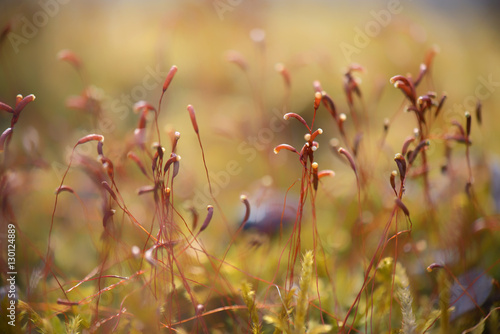 Colorful moss and lichen background with shallow dof