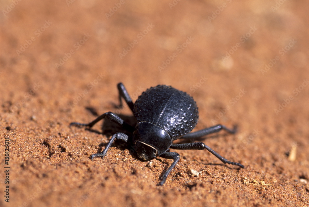 Tenebrionid beetle (Onymacris unguicularis), Namib desert, Sossusvlei, Nabib-Naukluft Park, Namibia Tenebrionid beetle (Onymacris unguicularis), Namib desert, Sossusvlei, Nabib-Naukluft Park, Namibia