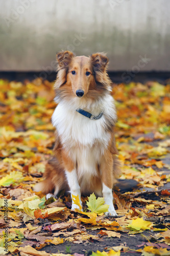 Sable rough Collie dog sitting outdoors around fallen maple leaves in autumn