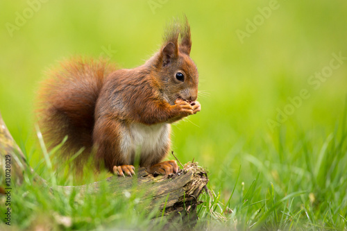 Red Squirrel © Wim