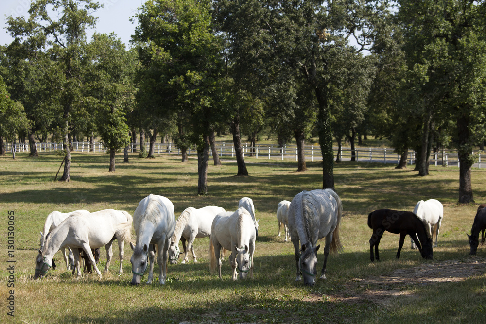 Lipizaner horses in the world famous Lipizaner horses farm, Lipica, Slovenia Lipizaner horses in the world famous Lipizaner horses farm, Lipica, Slovenia