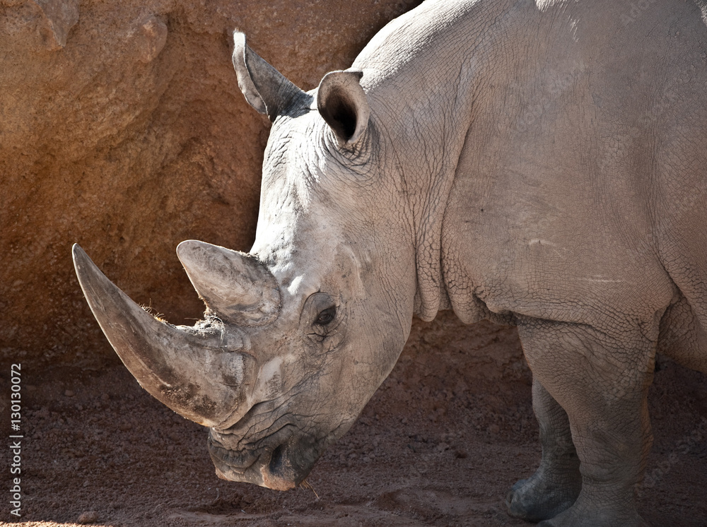 Obraz premium Rinoceronte