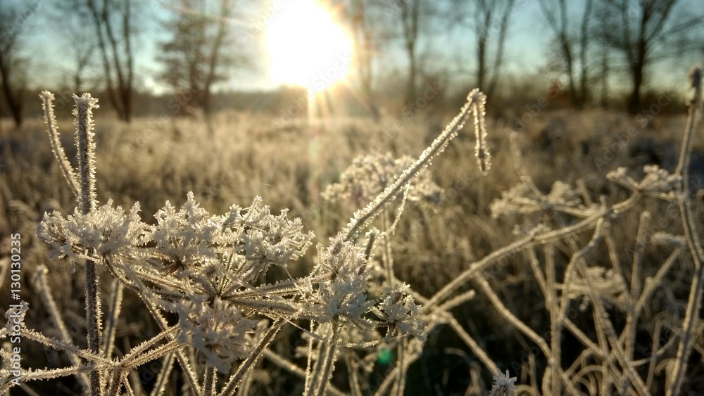 Ice cristals on plant, low sun Ice cristals on plant, low sun