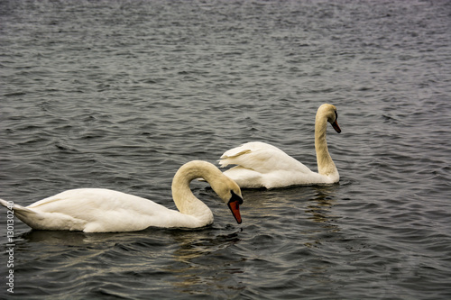 Swans on water
