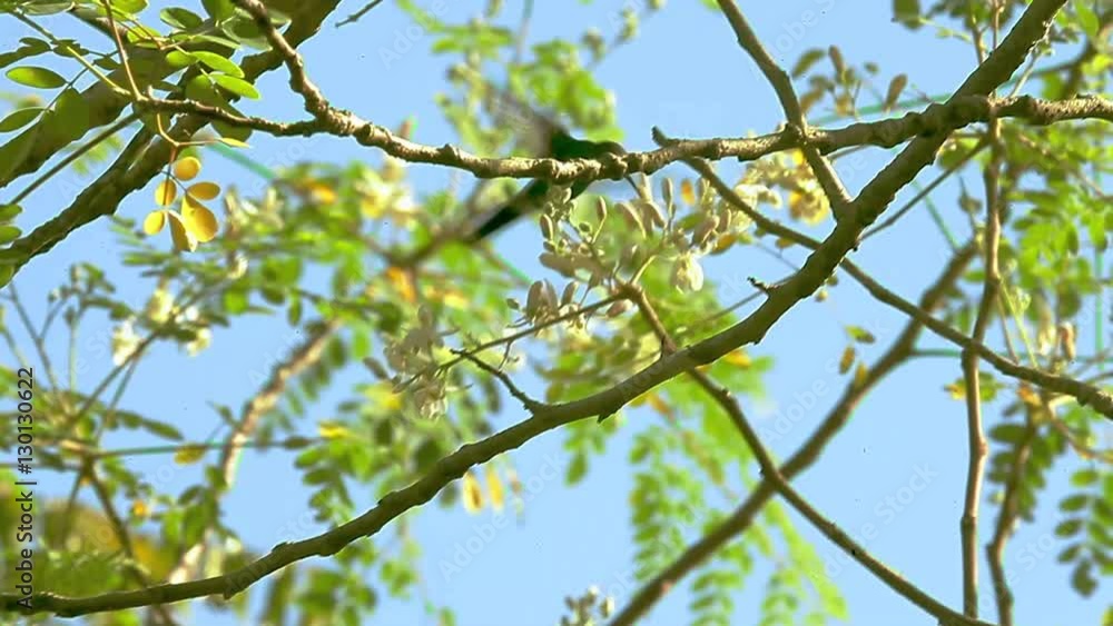 Emerald Hummingbird flies in the trees, near flowers