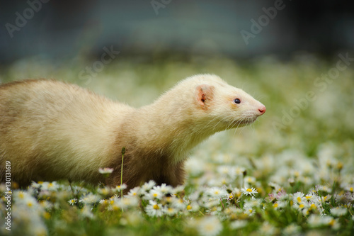 Ferret in grass with spring flowers