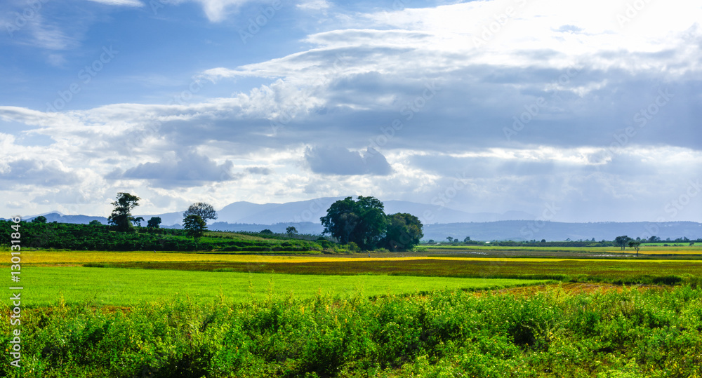 Beautiful landscape of the farm field, LamDong, Vietnam.