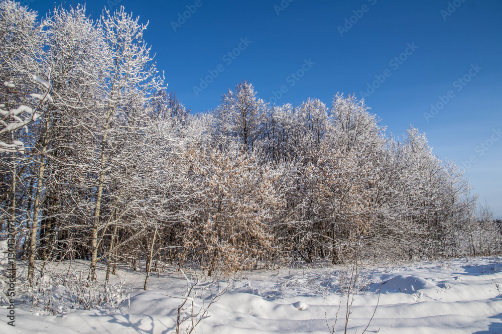 sunny weather . Winter forest landscape, snow sunny weather . Winter forest landscape, snow