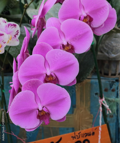 Phalanenopsis orkid flower photo