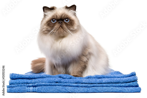 Fototapeta Naklejka Na Ścianę i Meble -  Cute groomed young persian seal colourpoint cat on a blue towel