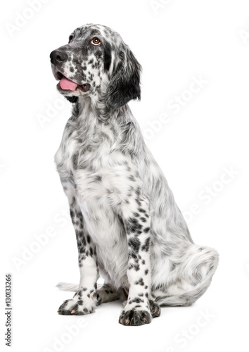 Fototapeta Naklejka Na Ścianę i Meble -  Cute 4 months old blue belton english setter female puppy dog