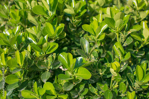Color nature background: green, sunny leaves of bush texture