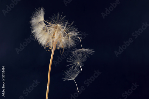 dandelion and its flying seeds on a dark background