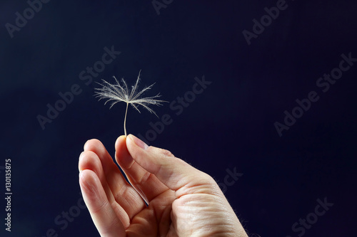 the hand with the seed of a dandelion on a dark background