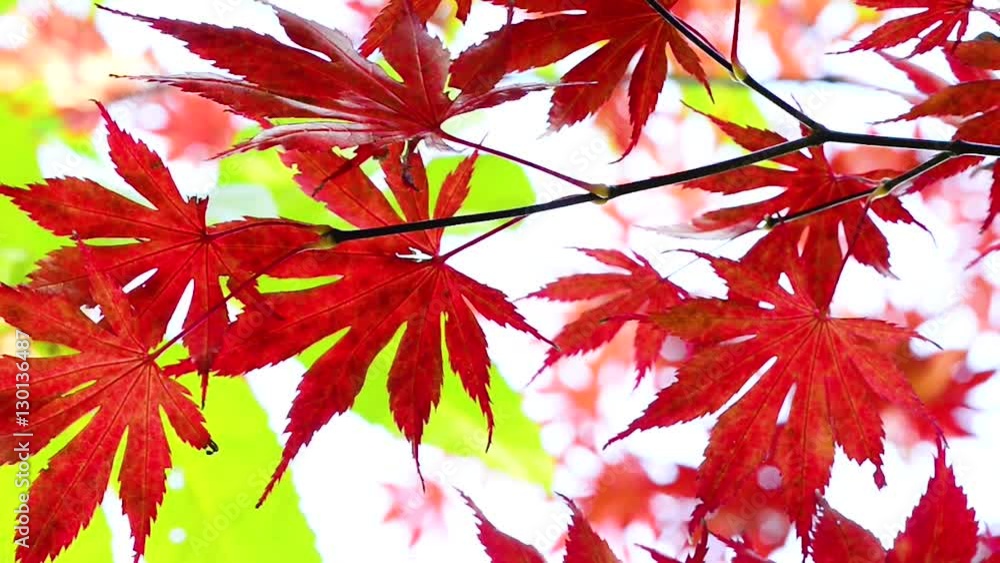 Yellow maple leaf swaying in the wind on background of blue sky.