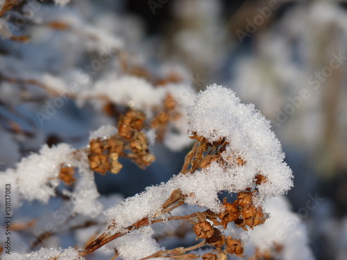 Dried plants covered with snow.