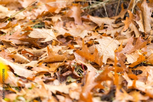 Dry oak leaves lying on ground