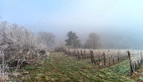 December in vineyards. Magic frozen branches covered by frost.