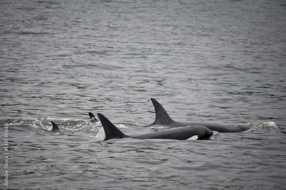 Fototapeta premium Orca Family, Alaska