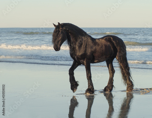 Friesian horse on ocean shore beach