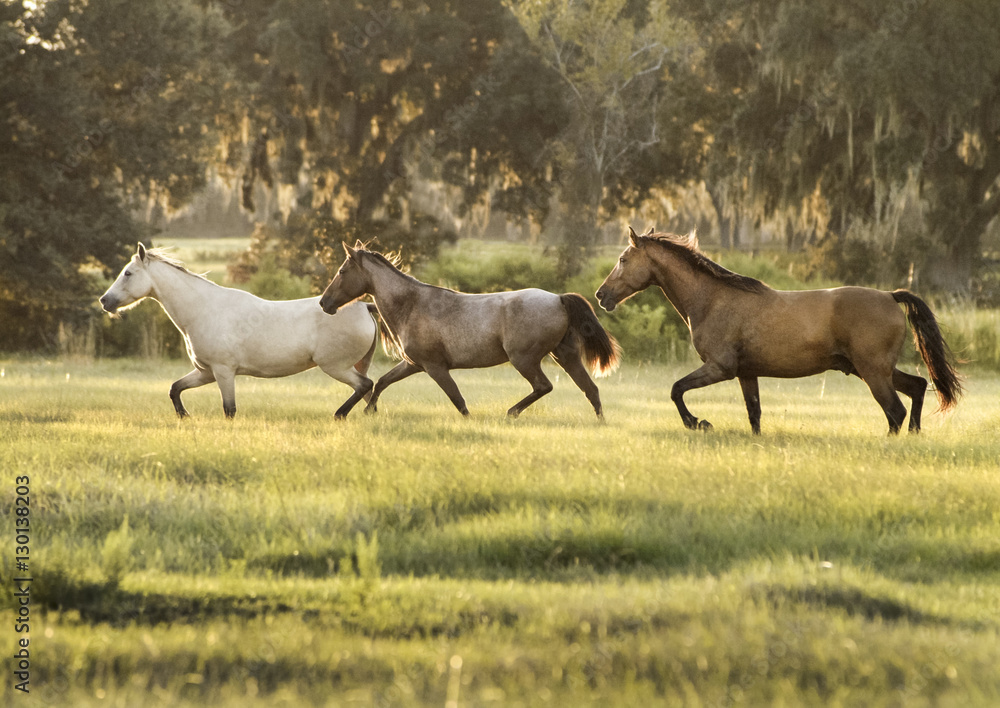 Herd of mare horses trot through pasture in late afternoon sunlight. Herd of mare horses trot through pasture in late afternoon sunlight.