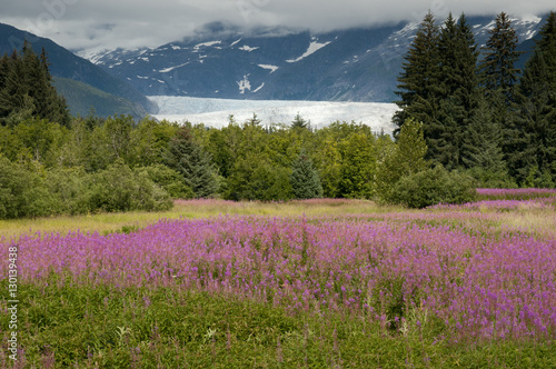 Fireweed and Mendenhall Glacier, Juneau