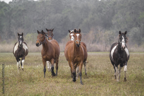 Fototapeta Naklejka Na Ścianę i Meble -  Herd of American Paint Quarter Horse mares