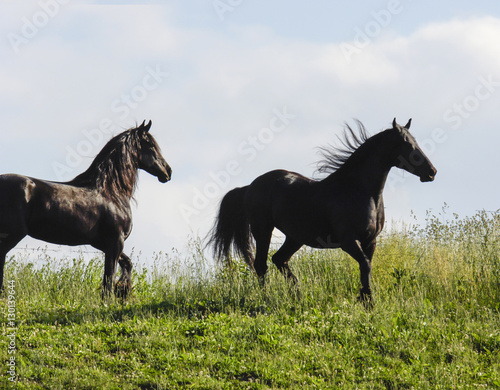 Two of Friesian Horses running across tall grass meadow