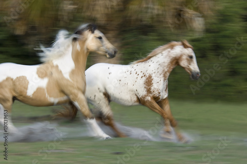 Blurred action of Appaloosa and Paint Horse mares galloping