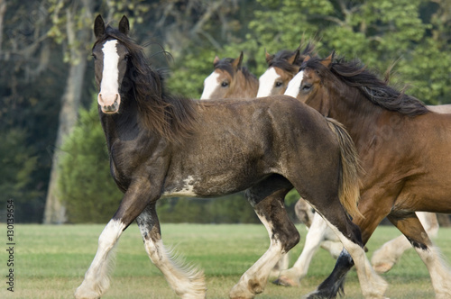 Canvas Print Herd of four Clydesdale horses gallop acroos paddock
