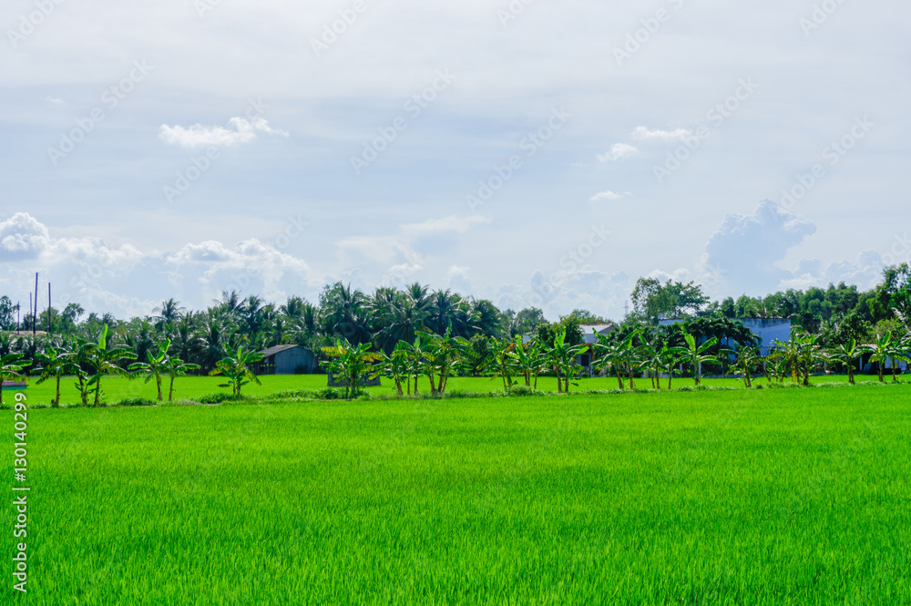 Beautiful of rice field