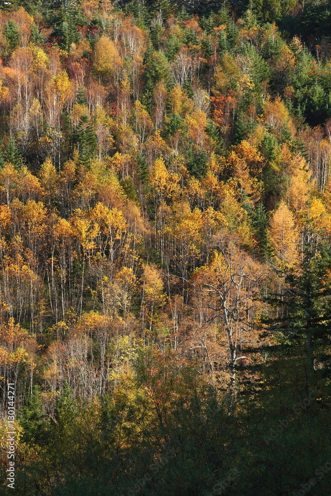 秋の岳樺林
