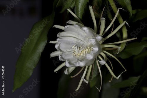 Queen of the Night photo