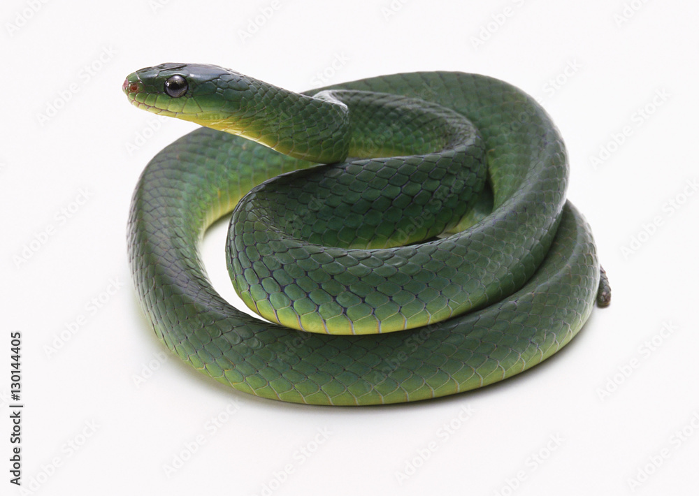 Fototapeta premium Greater green snake