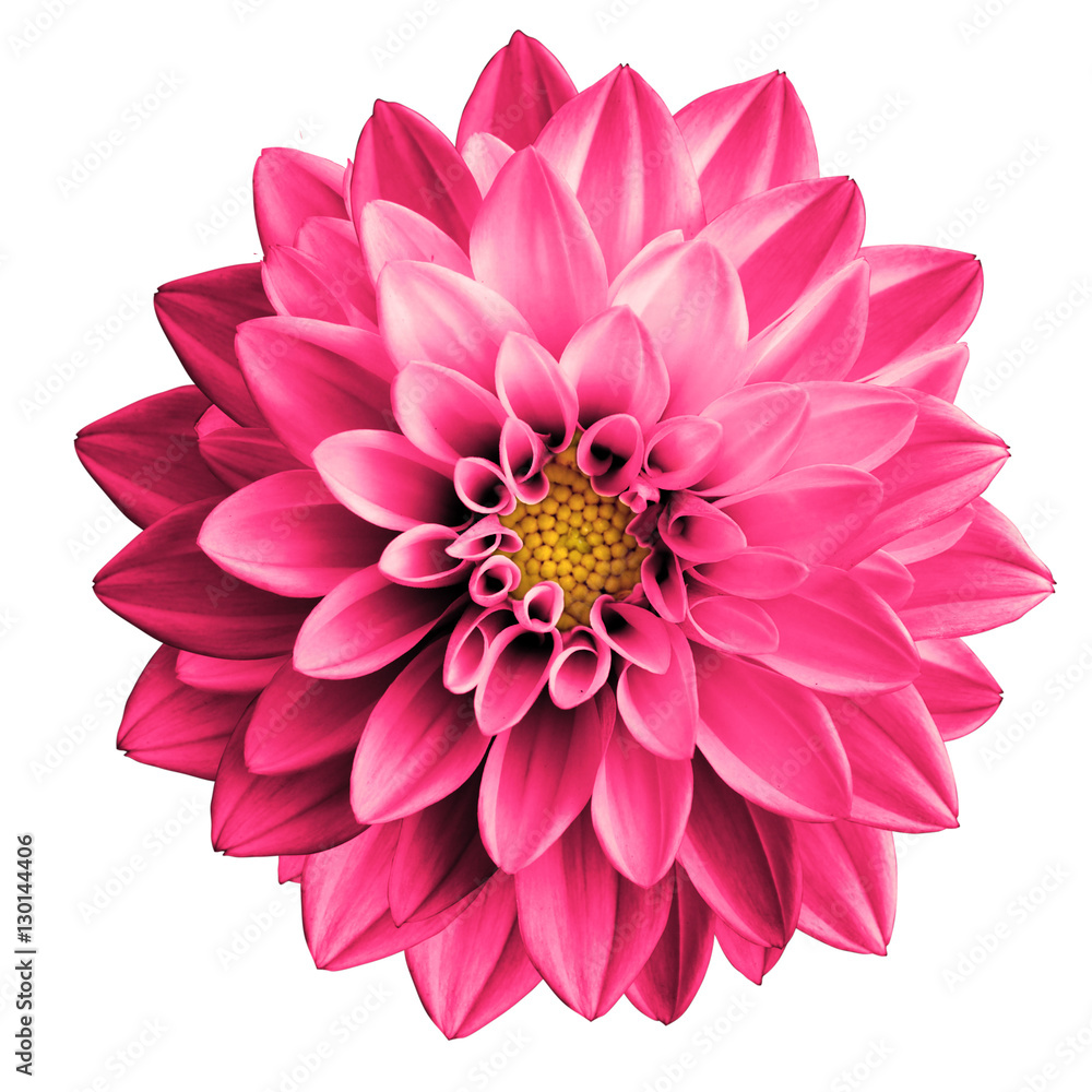 Obraz premium Surreal pink flower dahlia macro isolated on white