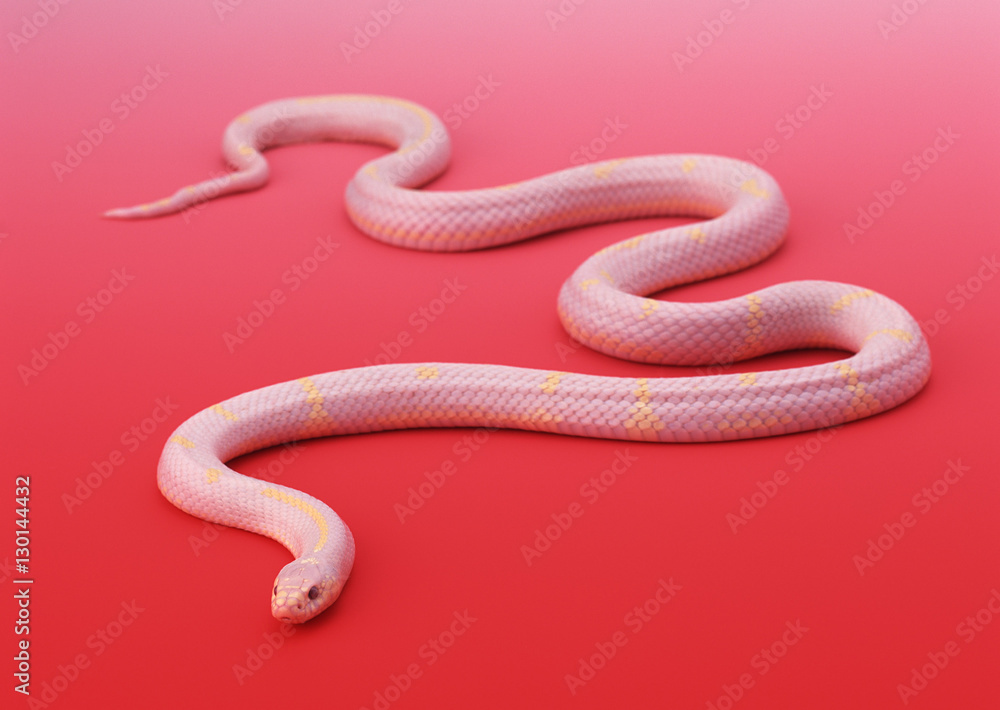 Fototapeta premium Albino California king snake