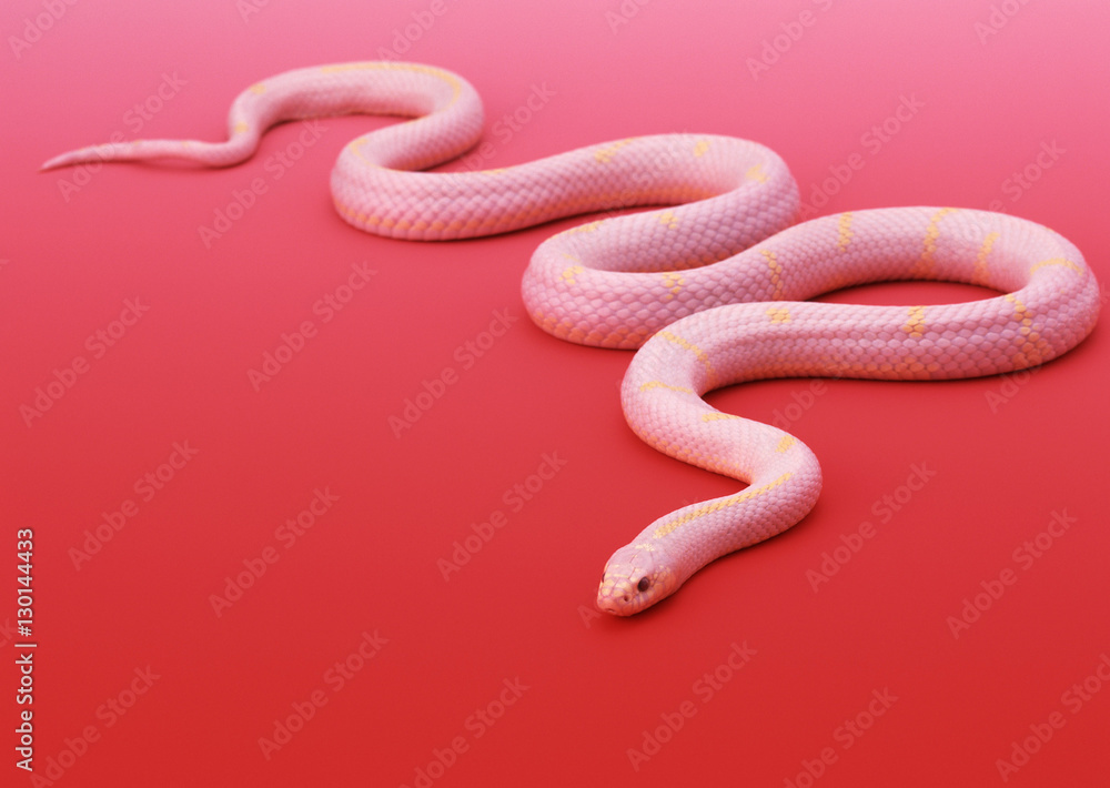 Albino California king snake Albino California king snake