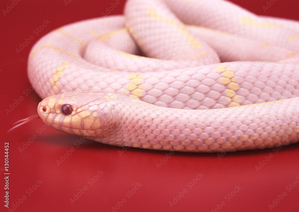 Obraz premium Albino California king snake