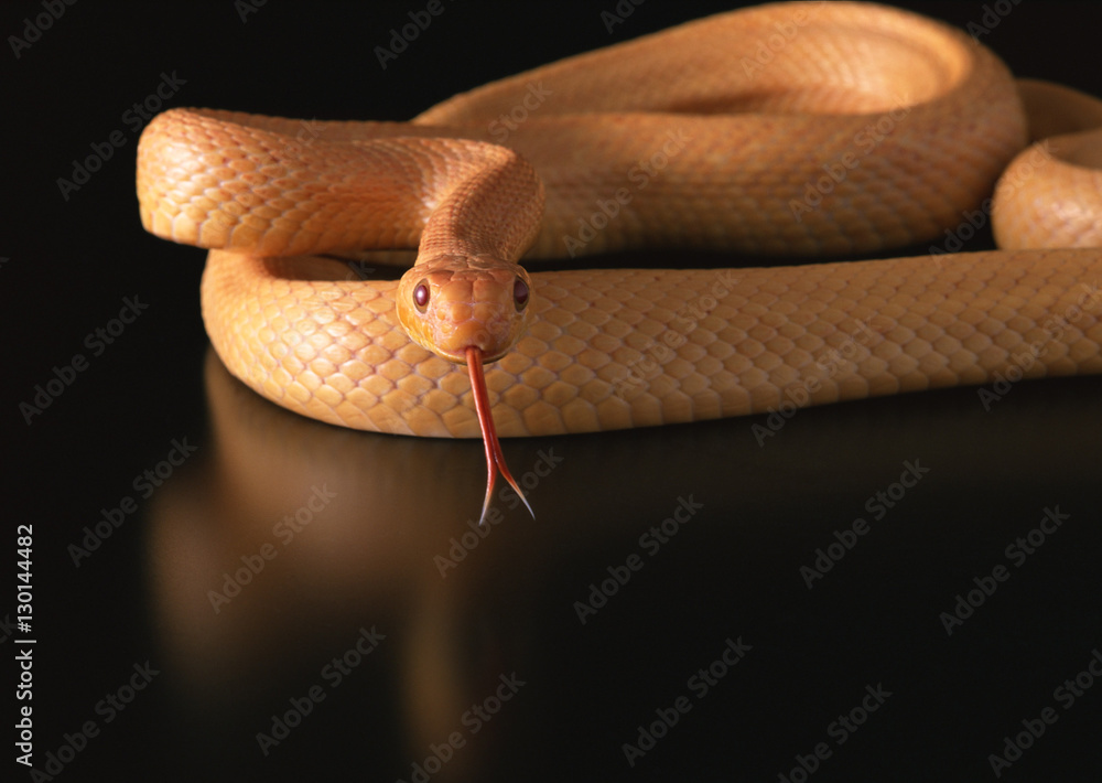 Fototapeta premium Albino yellow rat snake
