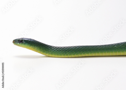 Greater green snake