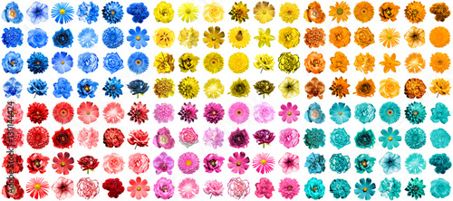 Mega pack of 144 in 1 natural and surreal blue, orange, red, pink, turquoise and yellow flowers isolated on white photo