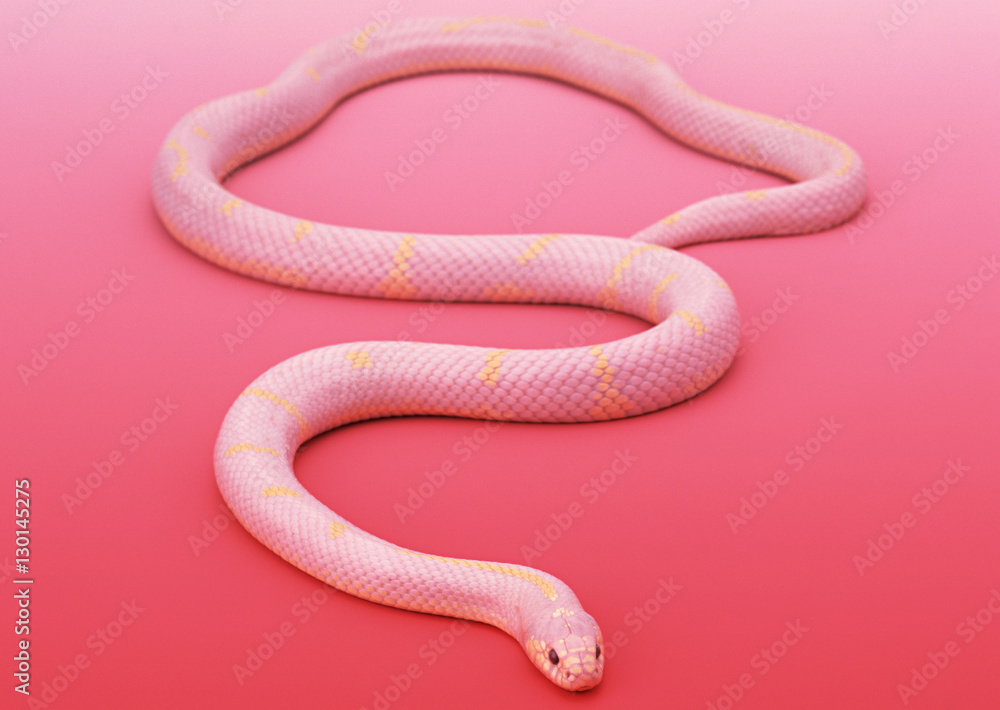 Fototapeta premium Albino California king snake