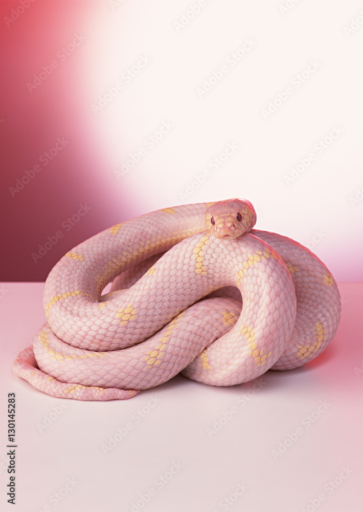 Obraz premium Albino California king snake
