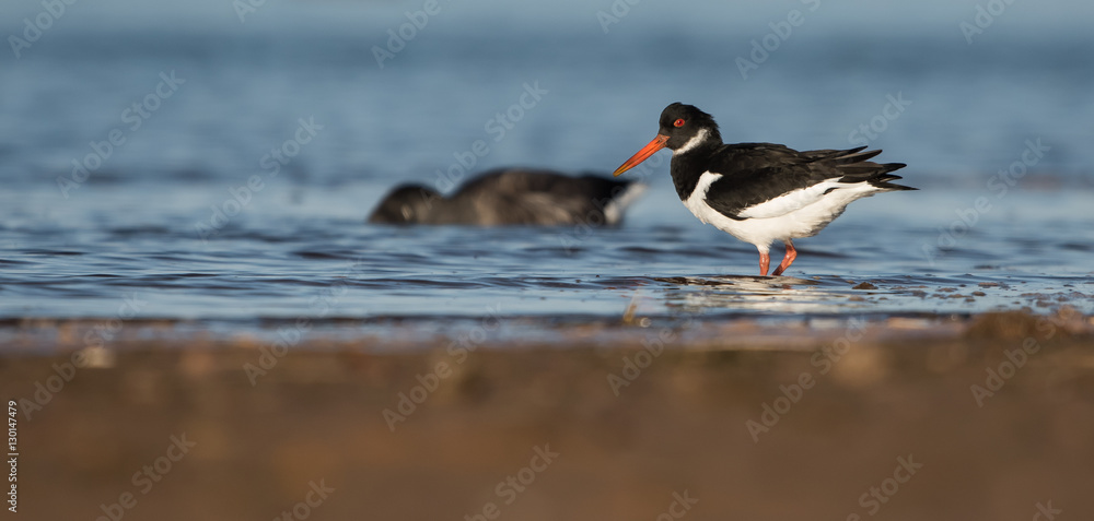 Eurasian Oystercatcher, Haematopus ostralegus Eurasian Oystercatcher, Haematopus ostralegus