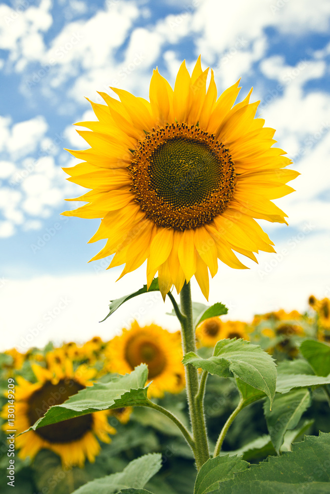 Fototapeta premium Bright yellow sunflower in field with a cloudy blue sky