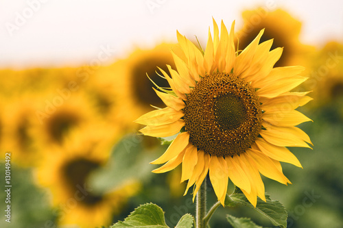 Obraz na plátně Bright yellow sunflower in field